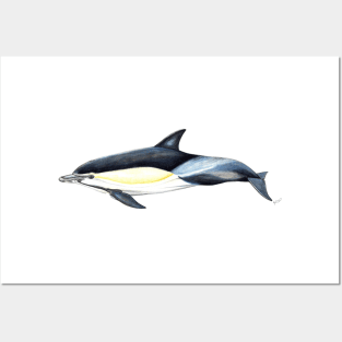 Common dolphin Posters and Art